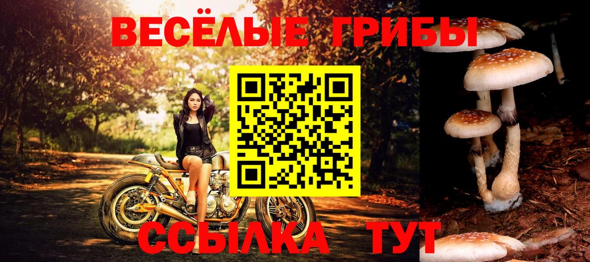 Псилоцибиновые грибы мицелий  Вход с VPN  Псилоцибиновые грибы Psilocybine cubensis  Избербаш 